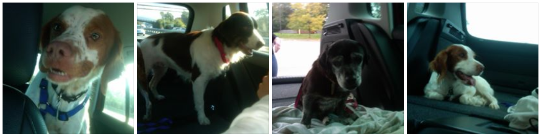 Recent passengers mostly from New England Brittany Rescue.  