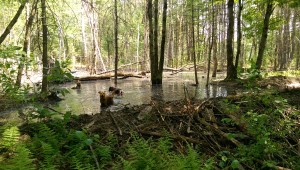 The pups took a dip where a trail used to be until the beavers took over.  